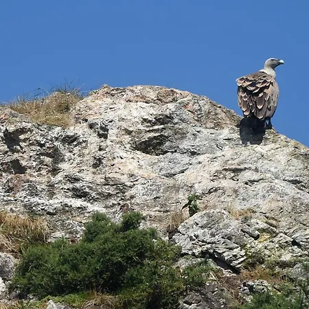 Vakantiehuis Gereziak
